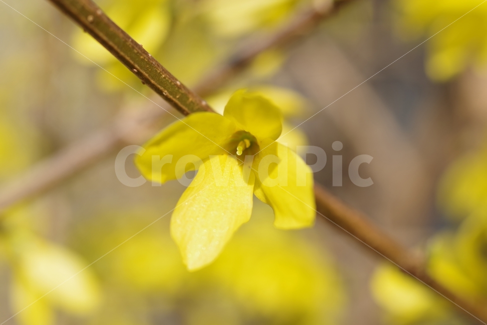 꽃,flower,개나리,spring,봄,식물,자연,plants,nature,봄,계절,spring,season,꽃,flower,plant