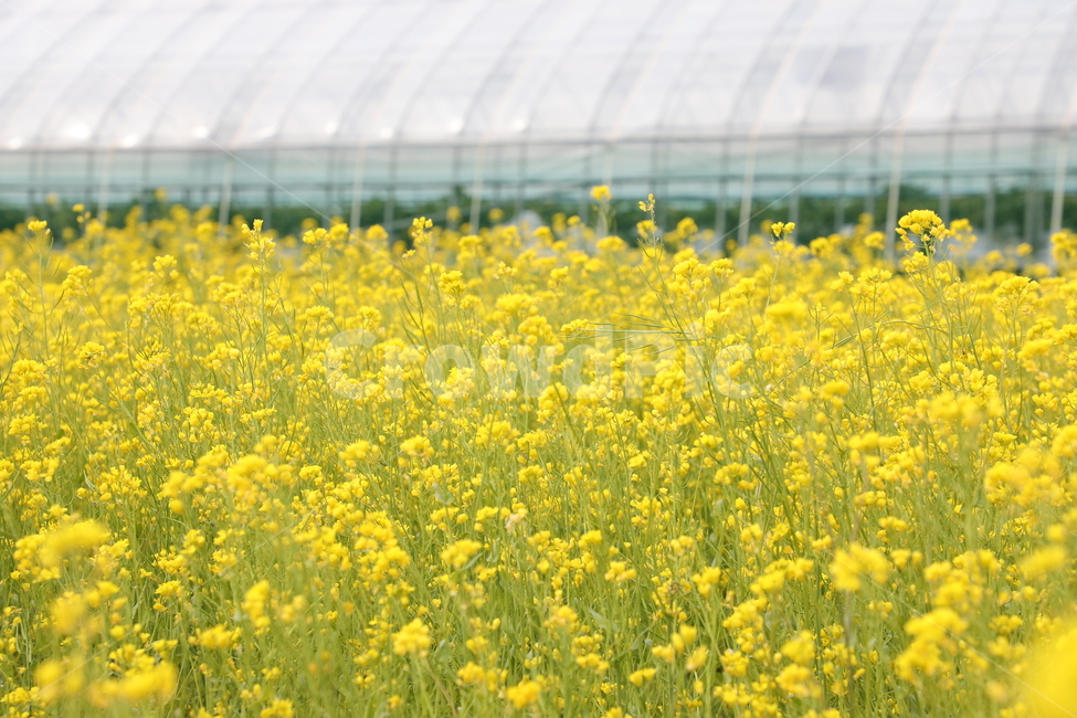 유채,유채꽃,봄,시골,꽃,풍경,자연,봄풍경,봄,계절,spring,season,식물,자연,plants,nature,꽃,flower,field,들