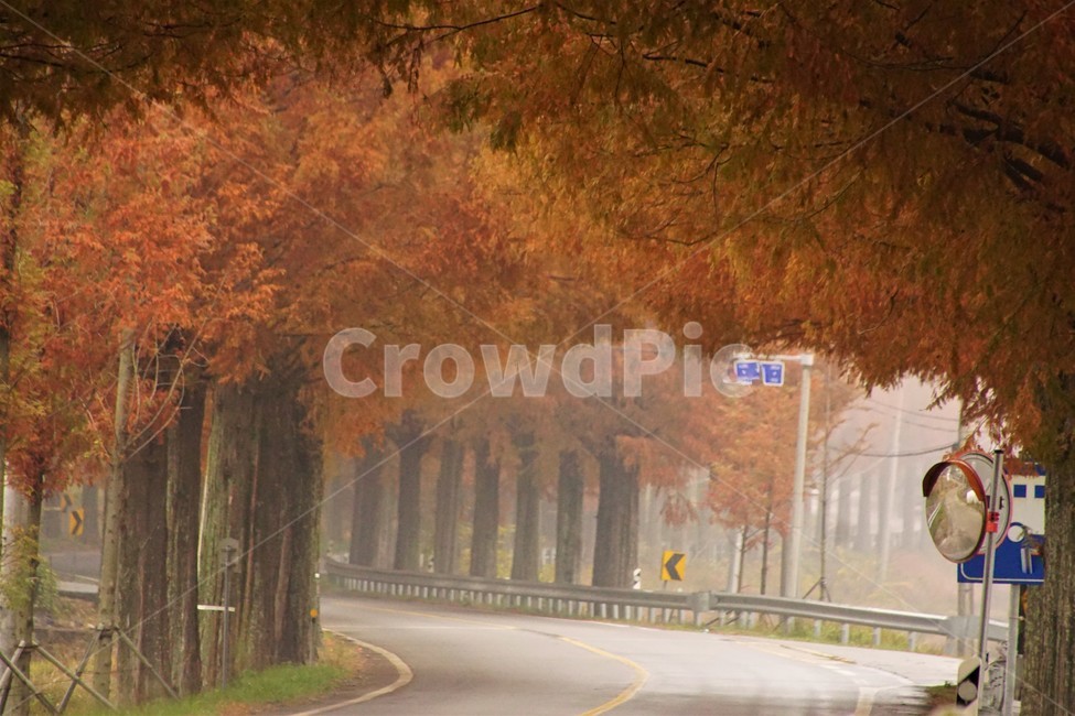 가을,메타세콰이어길,단풍,자연,나무,식물,오렌지색,길,가로수,안개,nature,autumn,fall,trees,자연풍경,한국자연풍경,orangecolor,감성,emotion,plant,maple,가을,계절,fall,autumn,season,자연,풍경,nature,landscape,road,도로,freeway,고속 도로,highway,고속도로