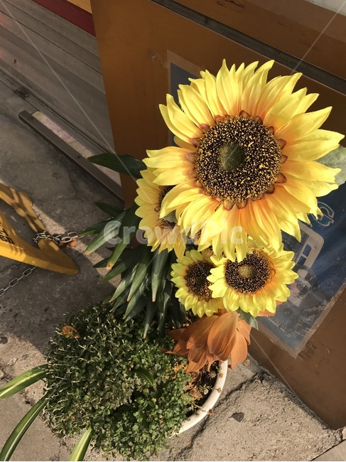 해바라기,꽃,노란색,화분,길가,식물,자연,plants,nature,꽃,flower