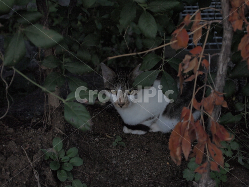 고양이,cat,동물,animal,자연,nature,길고양이,straycat,동물,animal,포유류,mammal,고양이,cat,kitten,kitty