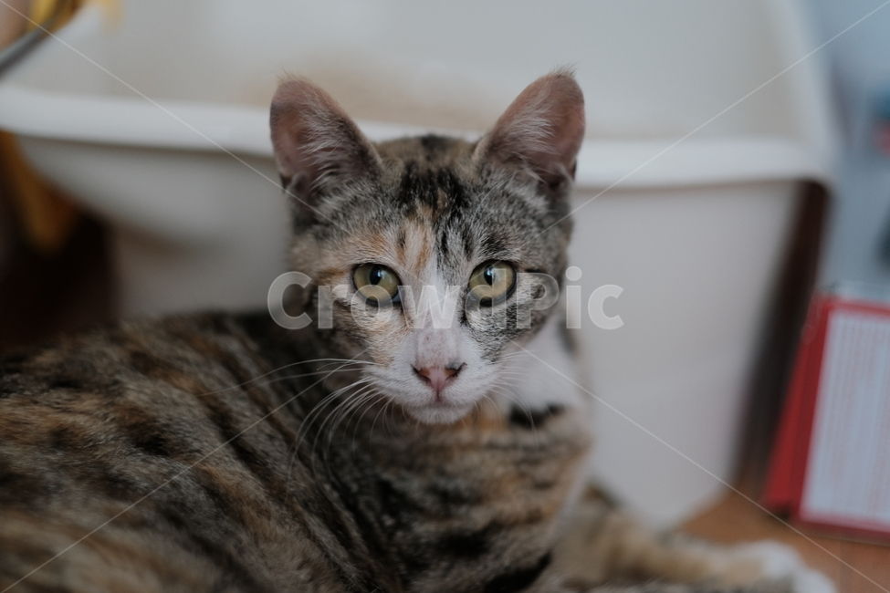 애완동물,반려동물,고양이,아깽이,새끼고양이,cat,동물,animal,포유류,mammal,고양이,cat,kitten,kitty