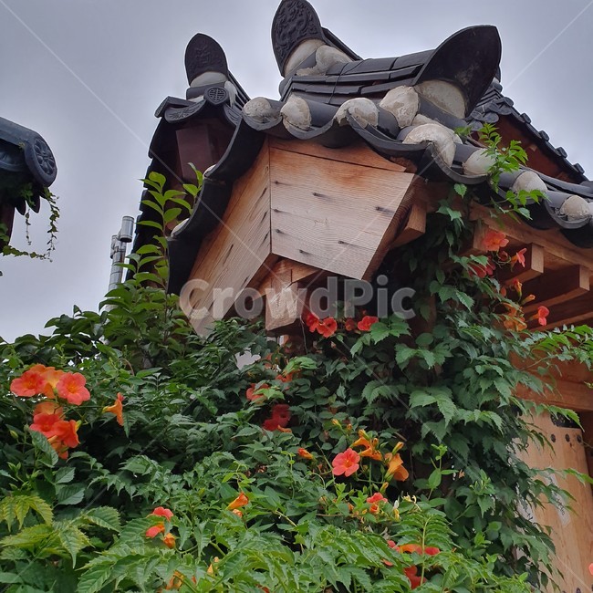 전주,한옥마을,주황색꽃,풍경,능소화,선비