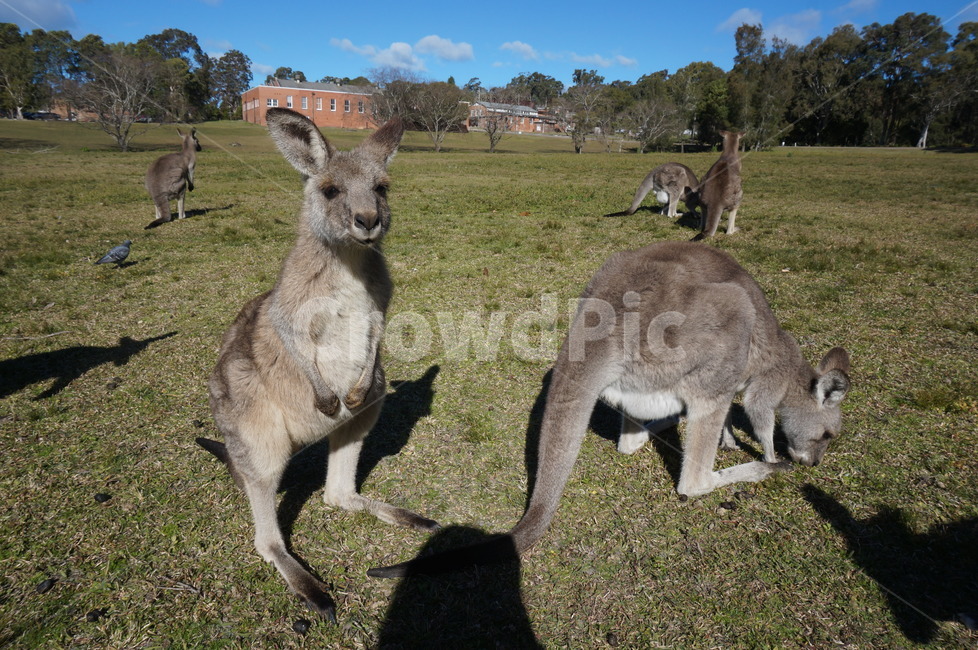 kangaroo,캥거루,animal,동물,mammal,동물,animal,포유류,mammal