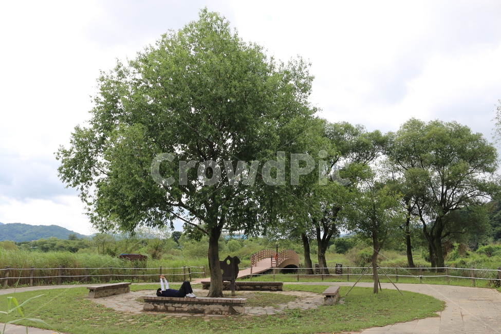 김해화포천,자연보호,생택계보고,들판,키큰나무,트레킹,둘레길,tree,인간,자연,풍경,nature,landscape,나무,trees,wood,plant,식물,tree trunk,나무 줄기