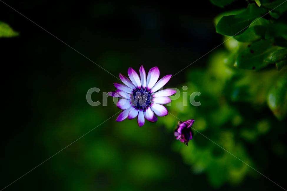 보라색,꽃,풀잎,자연,배경,식물,자연,plants,nature,꽃,flower