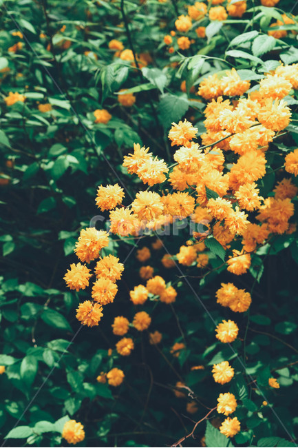 꽃,노란꽃,봄,자연,풀,숲,warm,spring,nature,green,flower,식물,자연,plants,nature,꽃,flower,감성,sensible,feeling,색깔,색상,색채,색감,color sense,color sensitivity,feeling of color
