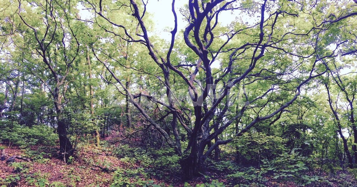 나무,동검도,자연,숲,강화도,식물,자연,plants,nature,나무,trees,wood