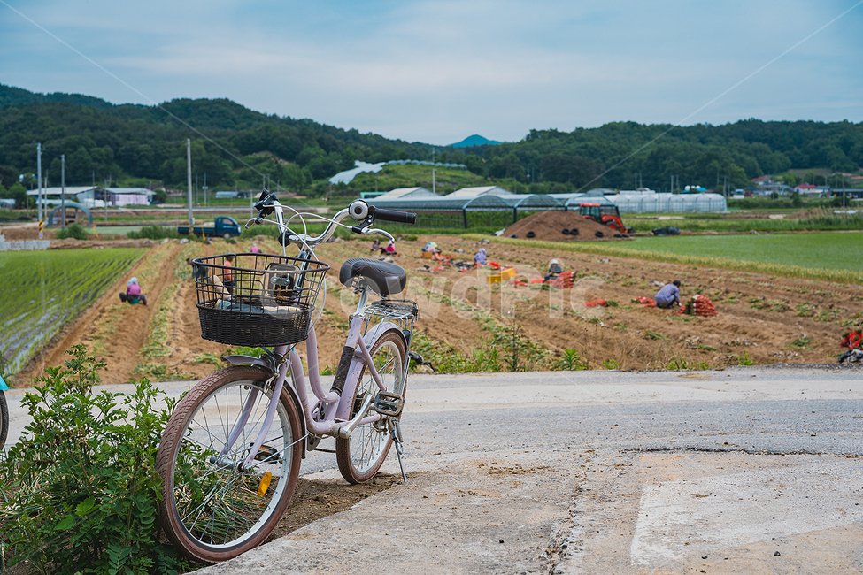 자전거,농부,농사,밭,풍경,시골,마을,풍경,landscape,country,rural,town
