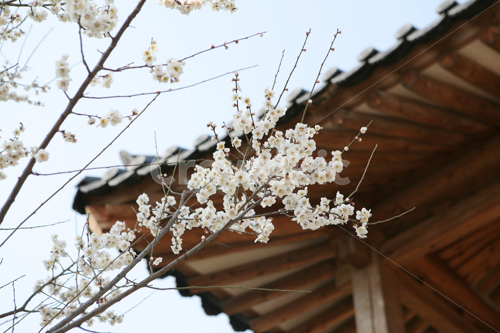 매화,벚꽃,꽃,나무,식물,한옥,tree,plant,flower,blossom,cherryblossom,봄,spring,자연,nature