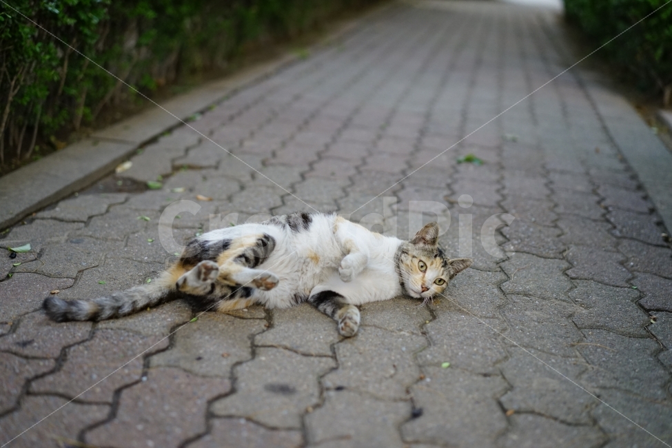 	고양이,동물,야옹이,캣,cat,냐옹이,냐옹,길,거리,일상,풍경,생명,길냥이,길가,일상사진,귀요미,동물,animal,포유류,mammal,고양이,cat,kitten,kitty