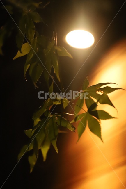 plant,식물,leaf,잎,빛,식물,자연,plants,nature