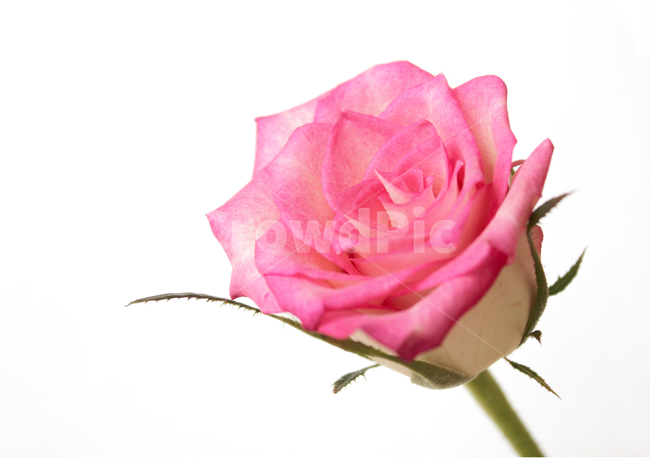 꽃,장미,장미꽃,핑크,생화,rose,flower,pink,신선한,식물,사랑,로맨스,love,romantic,roseflower,fresh,plant,식물,자연,plants,nature,꽃,flower,기념일,축하,anniversary,congratulation,celebrate,celebration,누끼,remove background