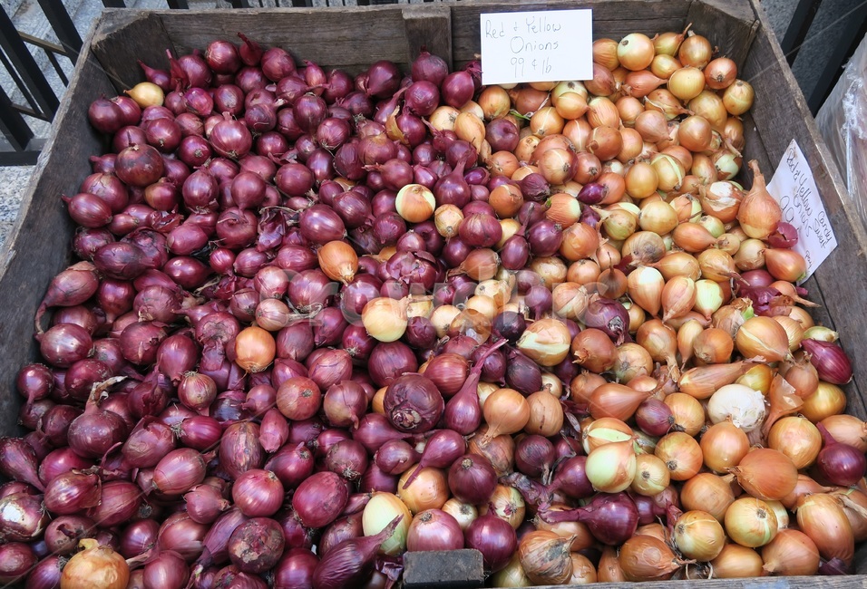 양파,수확,보라색,노란색,purpleonion,onion,farmersmarket,시장,마트,마켓,market,mart,market place,음식,식재료,요리,food,cook,meal,dishes,food reserves,채소,야채,vegetables