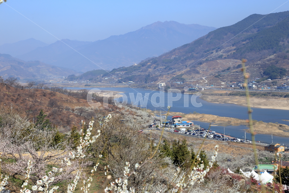 광양,광양벚꽃축제,벚꽃,백벚꽃,벚꽃나무,자연,풍경,nature,landscape,한국자연풍경,한국자연경관,korea nature landscape,outdoors,옥외,mountain range,산맥,mountain,산,scenery