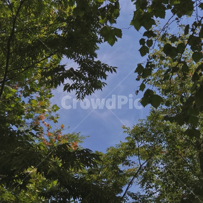 감성사진,자연풍경,하늘,나무,식물,감성,sky,tree,자연,풍경,nature,landscape,plant,tree trunk,나무 줄기