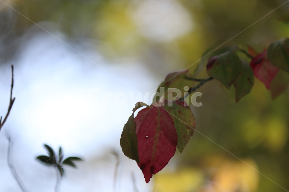 나뭇잎,자연,빛,단풍,가을감성,가을,계절,fall,autumn,season,veins,정맥