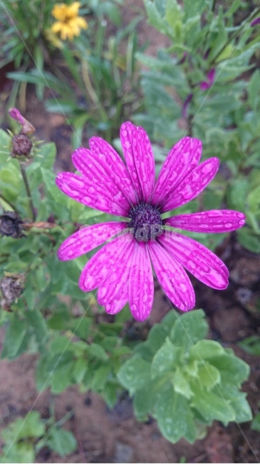 plant,식물,꽃,flower,blossom