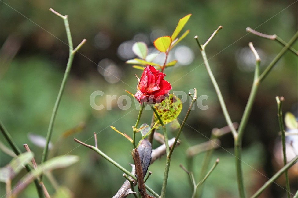 장미,늦가을,빨강,정열,사랑,향기,nature,rose,bloom,fall,red,passion,beauty,floral,beautiful,plant,flower,꽃,붉은색,식물,축제,정원,계절,배경화면,자연,감성,색상,색감,season,plants,5월,여왕,꽃송이,이파리,북은색,가시,아름다움,thorn,autumn,smell,식물,자연,plants,nature,꽃,flower