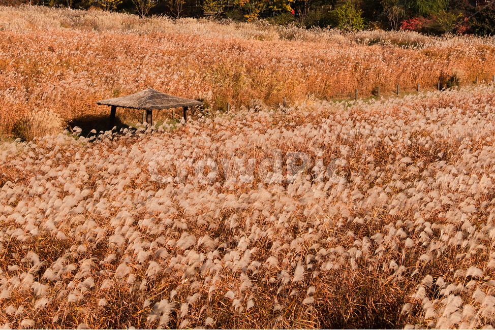 가을,억새,갈색,silvergrass,자연,공원,야외,nature,park,outdoor,11월,november,가을,계절,fall,autumn,season