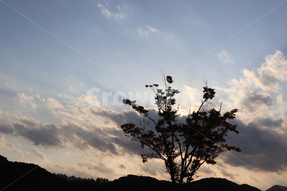 가을,그림자,노을진,하늘,나무,분위기,식물,자연,plants,nature,나무,trees,wood,실루엣,그림자,silhouette,shadow