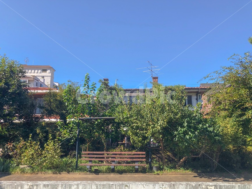 나무,여유,따스함,늦여름,햇빛,여름,계절,summer,season,휴식,힐링,rest,relaxation,healing