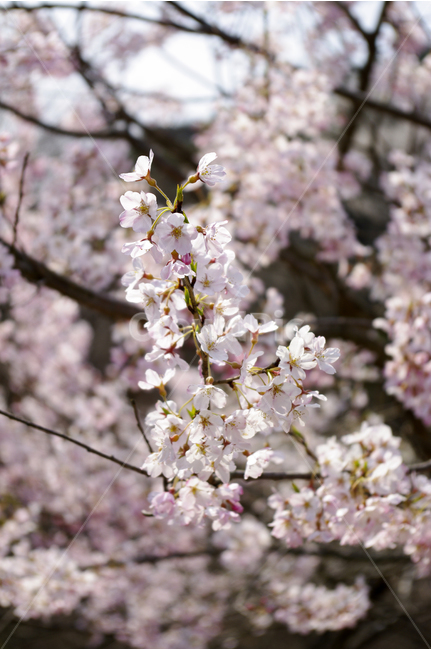 꽃,식물,flower,꽃해당,분홍,분홍꽃,봄,계절,spring,season,식물,자연,plants,nature,꽃,flower,plant,blossom,cherry blossom,벚꽃