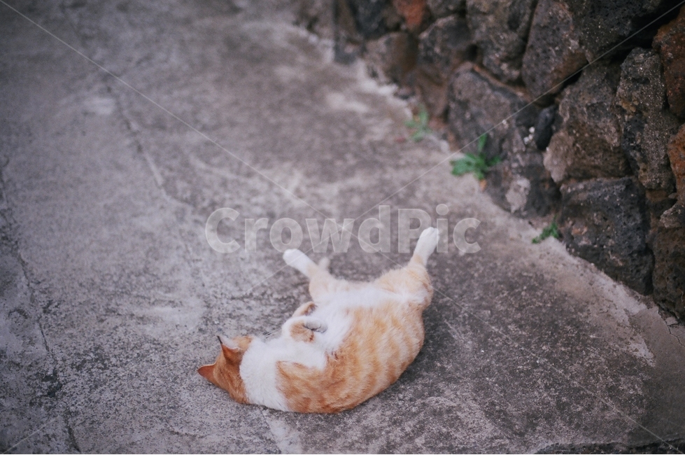 길냥이,돌담,치즈냥,길거리,돌,제주도,필름카메라,동물,animal,포유류,mammal,고양이,cat,kitten,kitty,감성,sensible,feeling