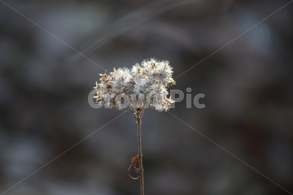 씨앗,종자,번식,식물,seed,식물,자연,plants,nature