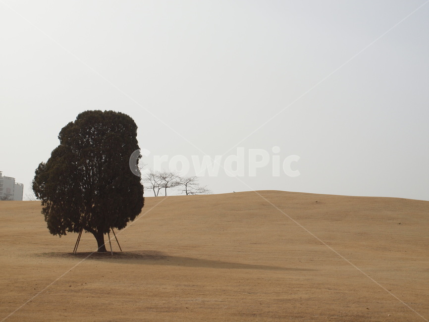 올림픽공원,왕따나무,나무,하늘,tree,plant,식물,자연,가을,계절,fall,autumn,season,자연,풍경,nature,landscape