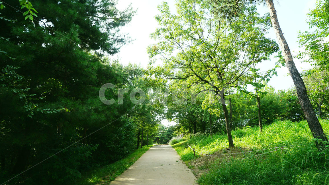 숲,서울숲,자연,나무,풀,tree,plant,식물,싱그러운,길,힐링,휴식