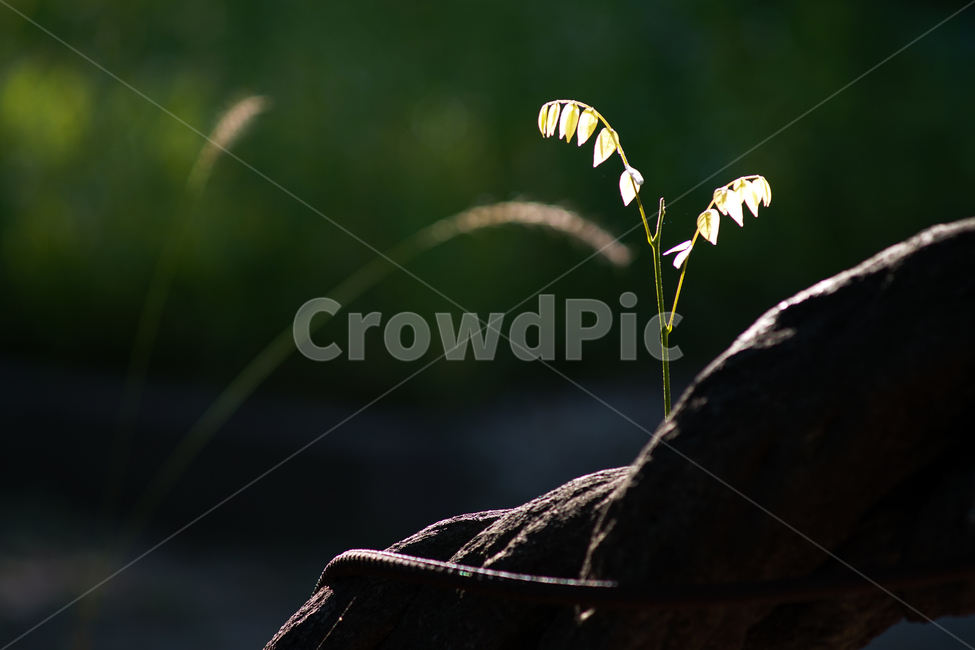 등나무,새싹,쇠줄,고목,식물,식물,자연,plants,nature