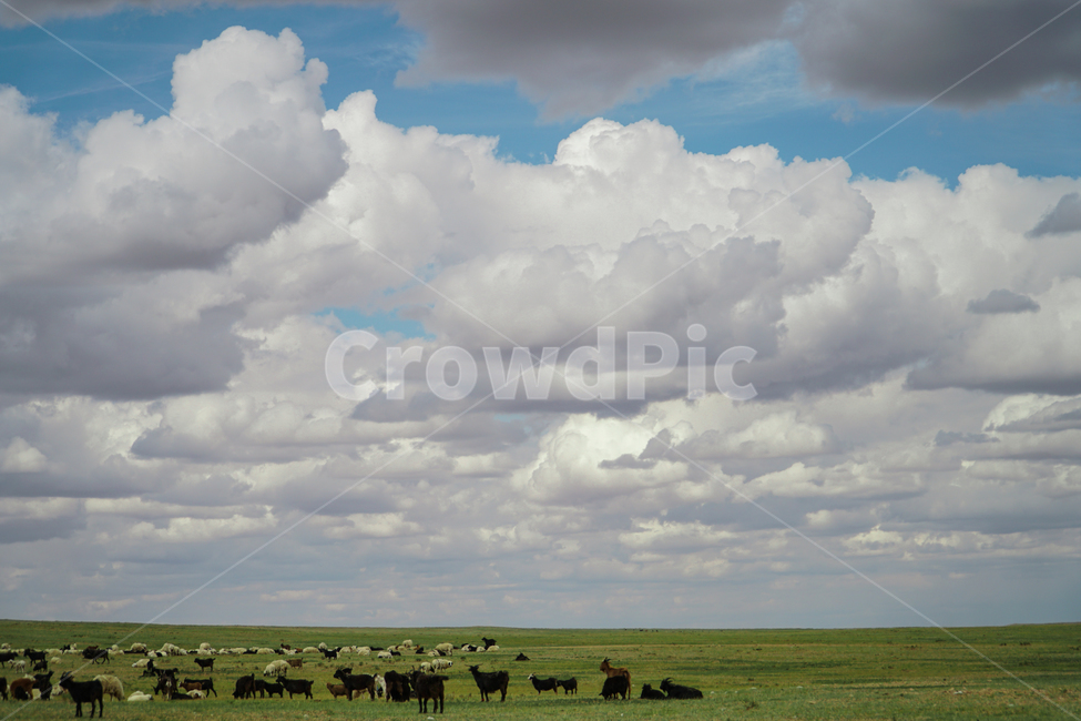 양,구름,초원,하늘,뭉게구름,자연,풍경,자연,풍경,nature,landscape,목축업,목장,livestock farming,ranching,pasture,outdoors,옥외,animal,동물,cow,소,cattle,가축,mammal,포유류,grassland,목초지,field,들
