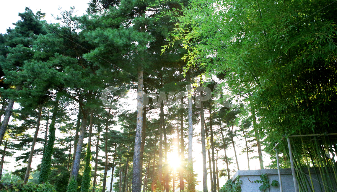 숲,나무,잎,나뭇잎,식물,감성,산,자연,풍경,조용한,햇빛,초록,forest,trees,leaf,emotion,자연,풍경,nature,landscape,식물,plants,나무,trees,wood,휴식,힐링,rest,relaxation,healing,light,빛,flare,플레어,tree,plant