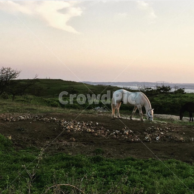 자연,풍경,노을,말,언덕,자연,풍경,nature,landscape,동물,animal,포유류,mammal,grassland,목초지,field,들,outdoors,옥외,horse