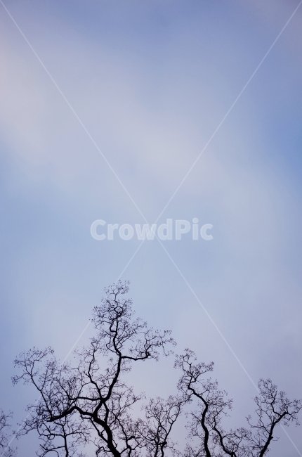 나무,하늘,가을,겨울,창덕궁,겨울,계절,winter,season,식물,자연,plants,nature,나무,trees,wood