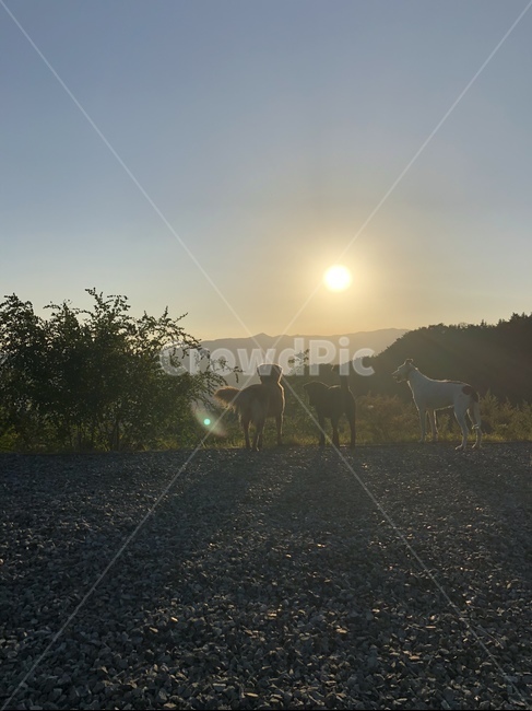 대형견,친구,산책,반려견,강아지,동물,animal,포유류,mammal,개,강아지,dog,doggy
