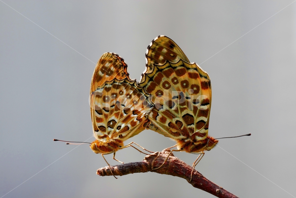 암끝검은표범나비,나비의사랑,표범나비과,곤충,한국의나비,동물,animal,곤충,벌레,insect,bug