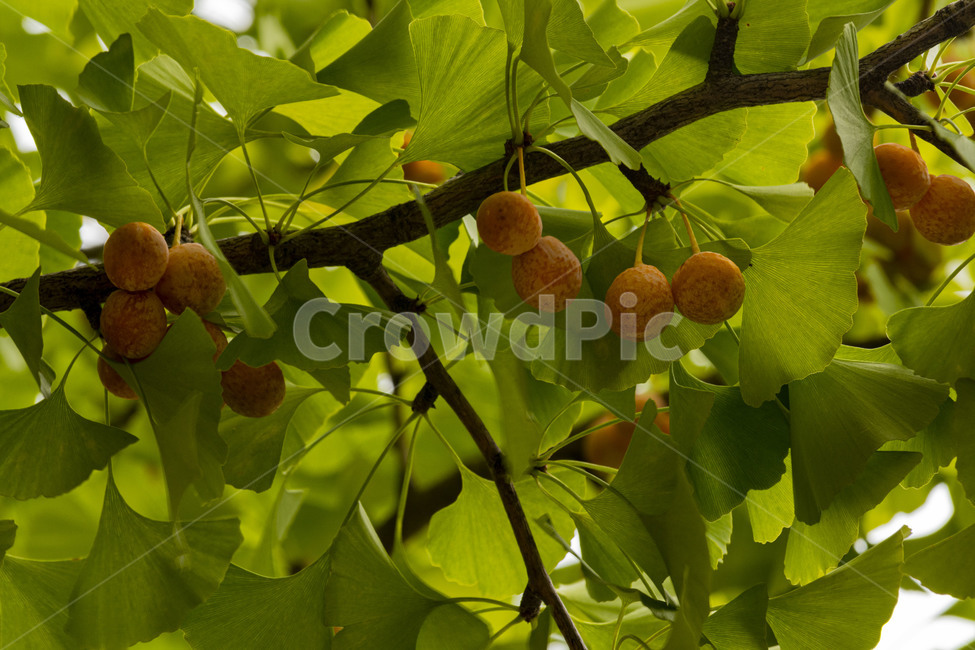 은행,은행나무,은행열매,은행나무열매,은행잎,ginkgo,가을,계절,fall,autumn,season,나무,trees,wood,과일,열매,fruit,plant,식물,tree,leaf,잎
