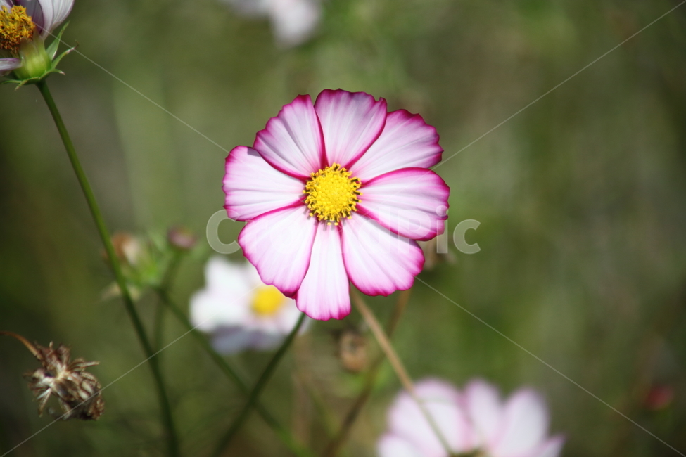 코스모스,꽃,cosmos,blossom,flower