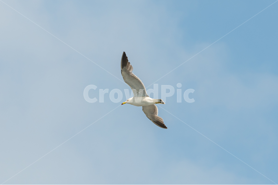 갈매기,조류,새,자연,bird,nature,동물,animal,조류,새,birds