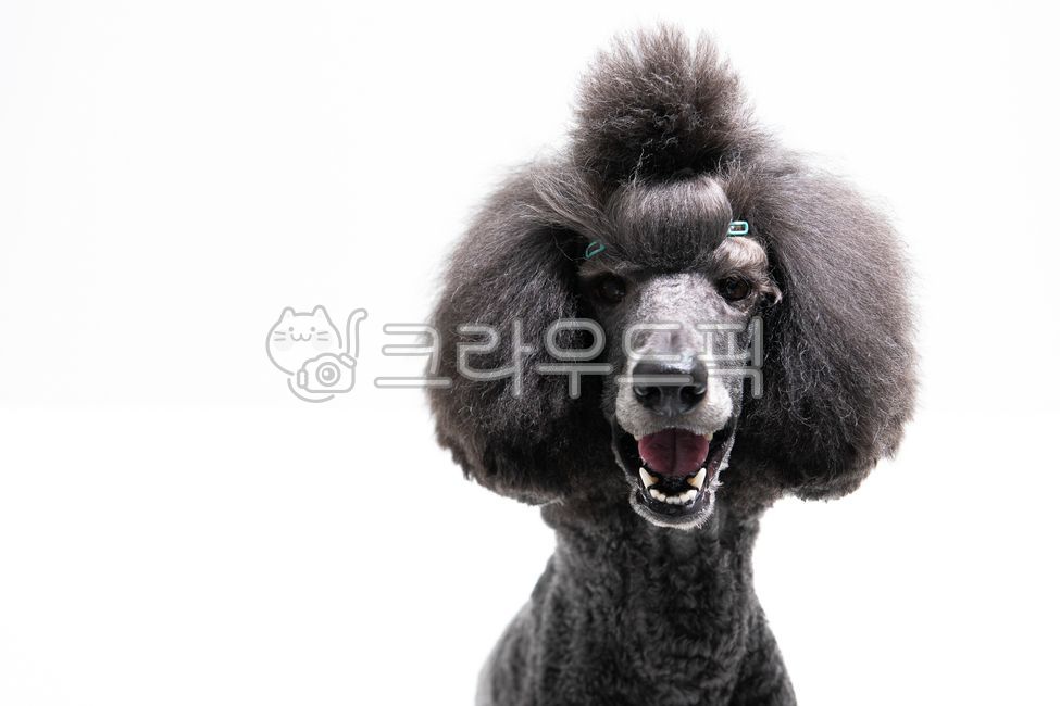 반려견,대형견,푸들,자이언트푸들,개,강아지,그레이,회색,배경,화이트,누끼,앉아있는,웃고있는,동물