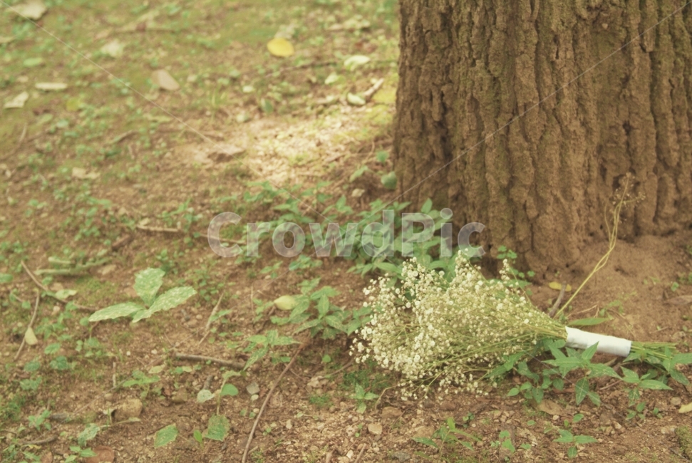 꽃,안개꽃,흙,나무,꽃다발,부케,웨딩,flower,wedding,셀프웨딩,selfwedding,감성,분위기,따뜻
