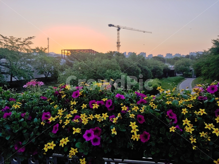 꽃,일몰,sunset,flower,저녁,공원