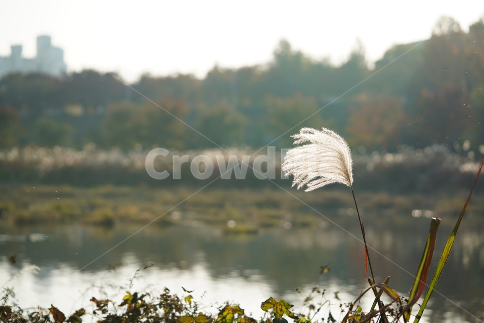 자연,가을,계절,갈대,풀,식물,생물,plant,옥외
