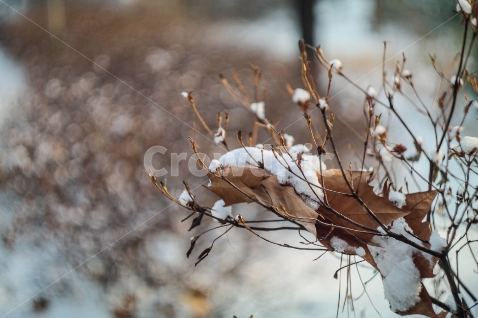 겨울,눈,눈오는날,풍경,자연,캐논80d,겨울,계절,winter,season,감성,sensible,feeling