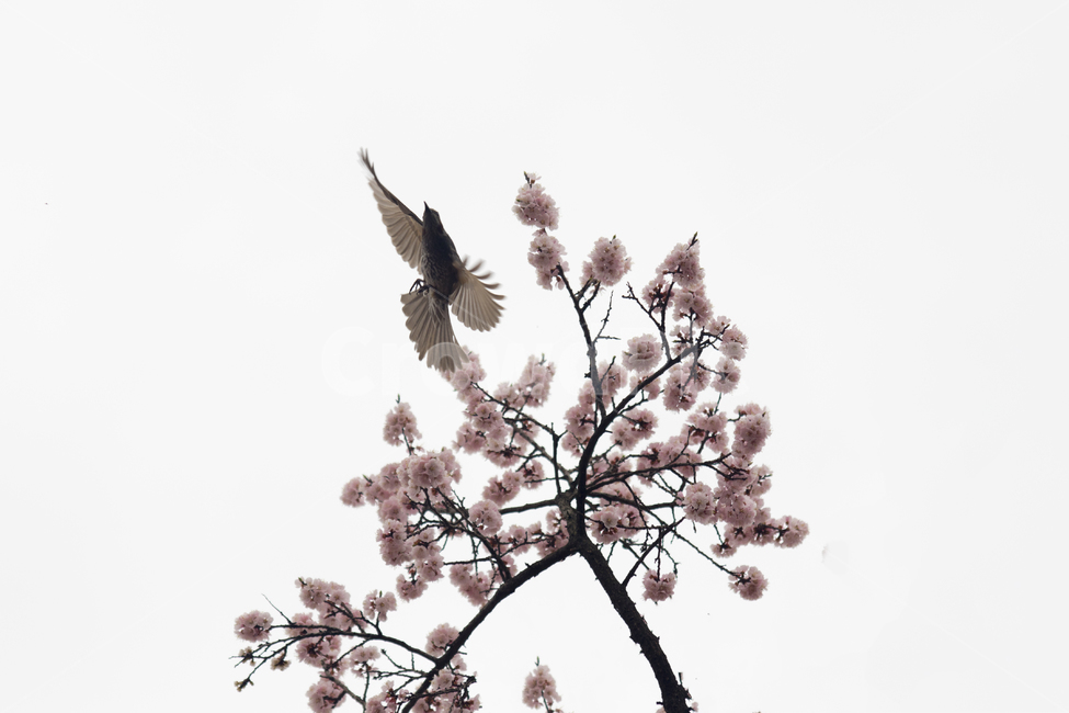 새,꽃,봄,직박구리,벗꽃,대공원,봄나들이,향기,봄,계절,spring,season,식물,자연,plants,nature,꽃,flower,동물,animal,조류,새,birds