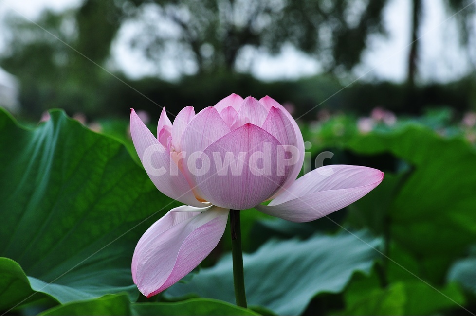 연꽃,부여,궁남지,꽃,lotus,식물,자연,plants,nature,꽃,flower