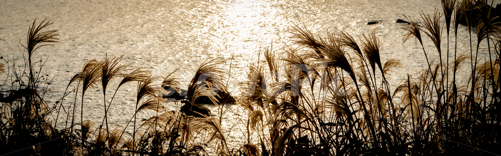 바다,갈대,노을,황금,태양,바탕화면,감성,느낌,배경,가을,계절,fall,autumn,season,자연,풍경,nature,landscape,grass,잔디,plant,식물,lawn,reed
