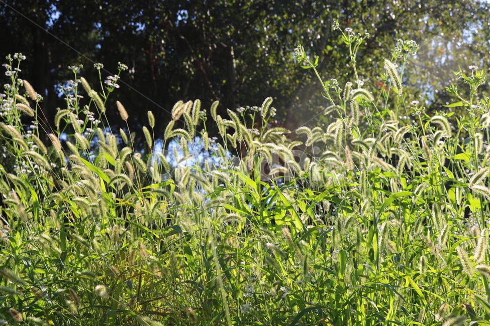 강아지풀,풀,잡초,벼과,식물,자연,구미초,낭미초,개꼬리풀,식물,자연,plants,nature